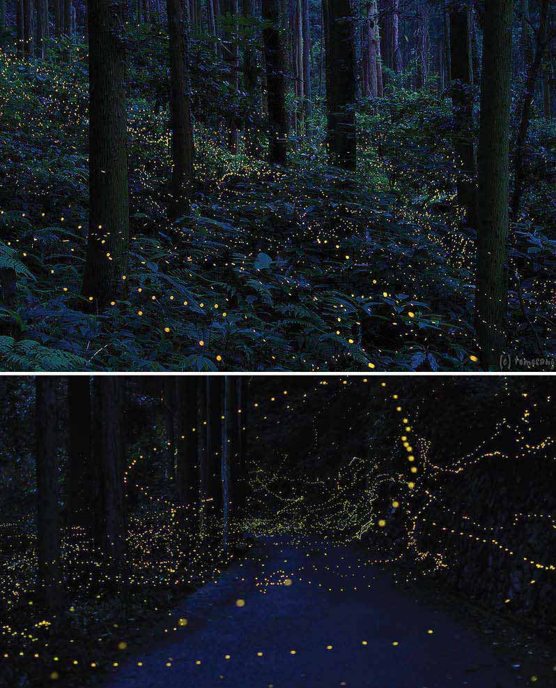 Firefly Forest in Chugoku Region, Japan