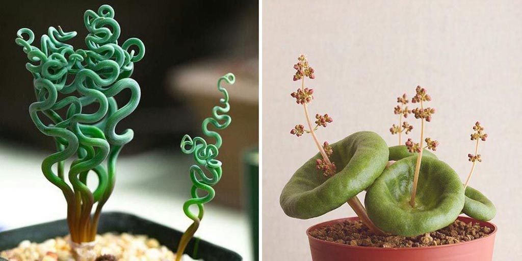 10 Strange, But Also Beautiful, Houseplants You Never Knew Existed