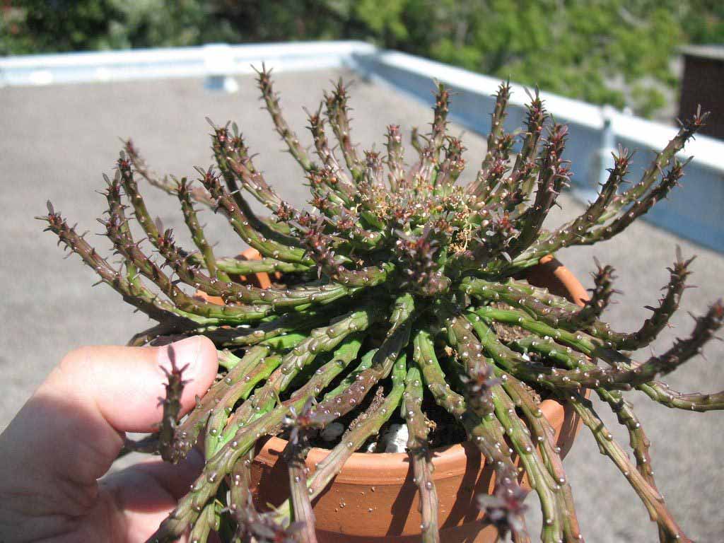 Euphorbia Caput-Medusae
