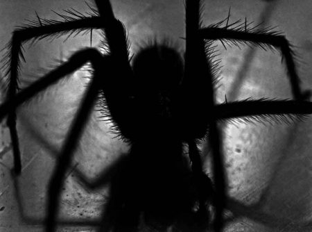 Австралийские пауки: 10 самых опасных