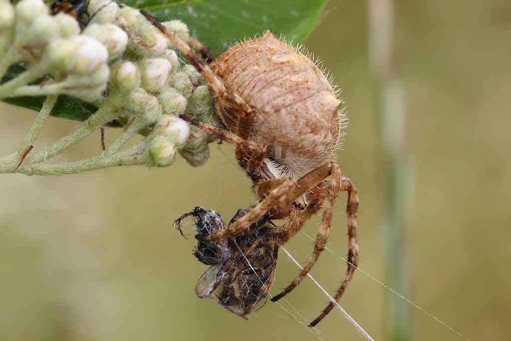 Common garden orb weaver spider
