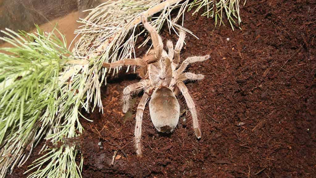 Australian tarantulas