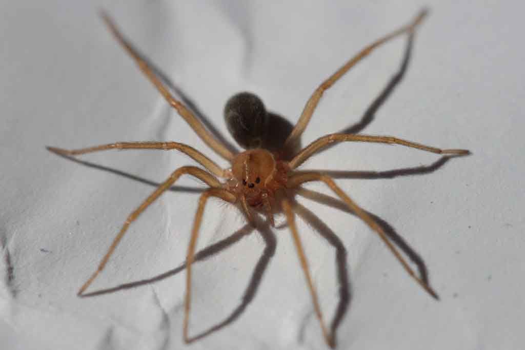 Recluse spider