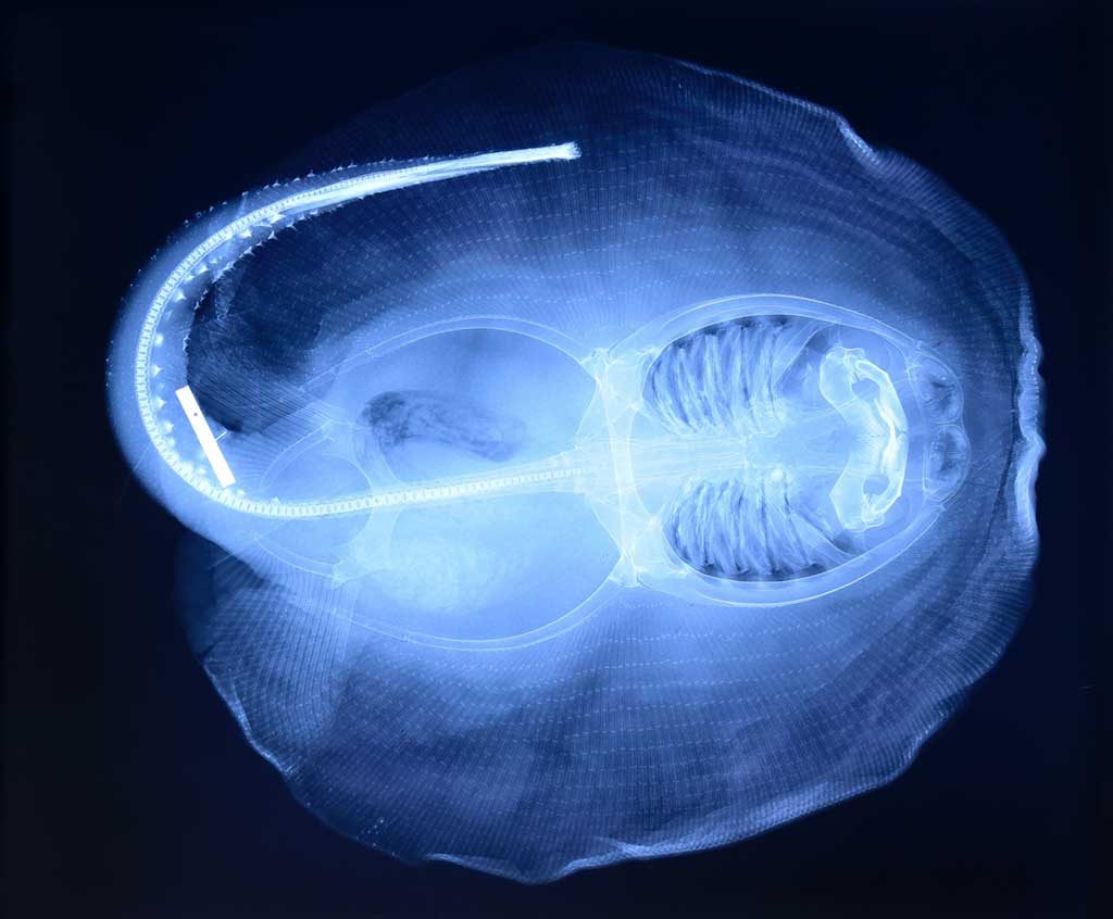 an x-ray of a stingray