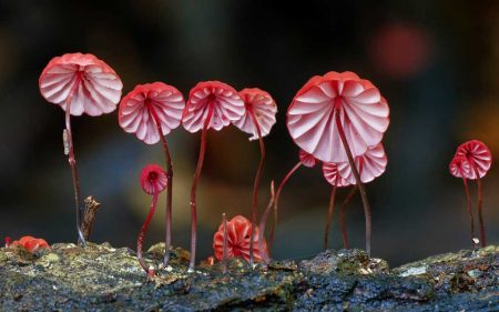 Фантастические грибы – поразительное визуальное разнообразие этих организмов