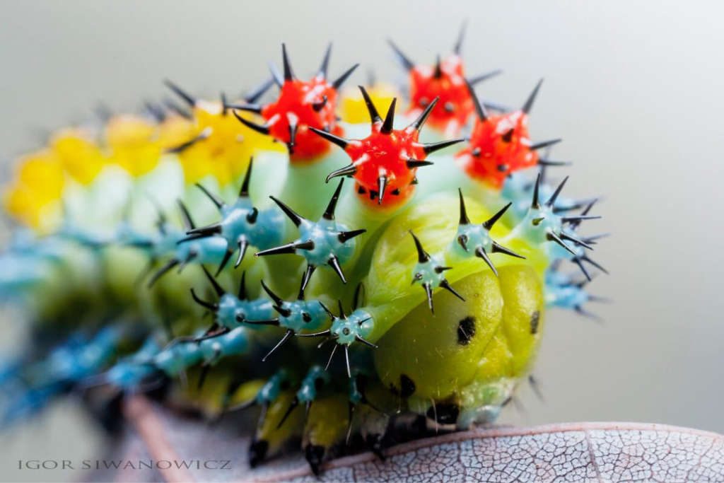 Astonishing Photos of Caterpillars By Igor Siwanowicz