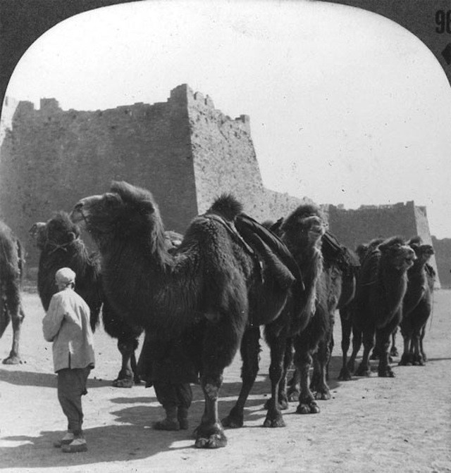 A caravan of camels outside the city walls of Beijing