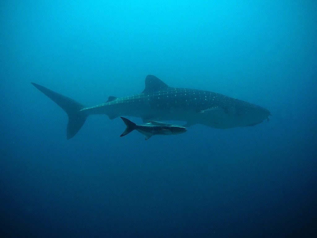 Whale shark encounter: Their size is impressive