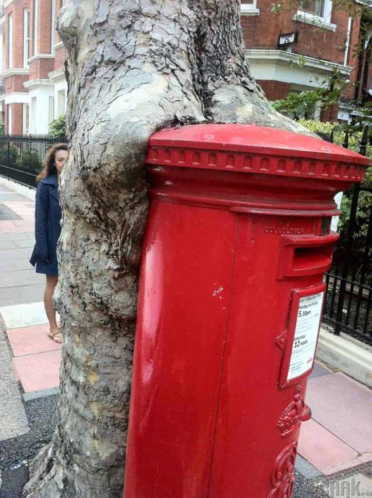 A tree engulfing a mailbox