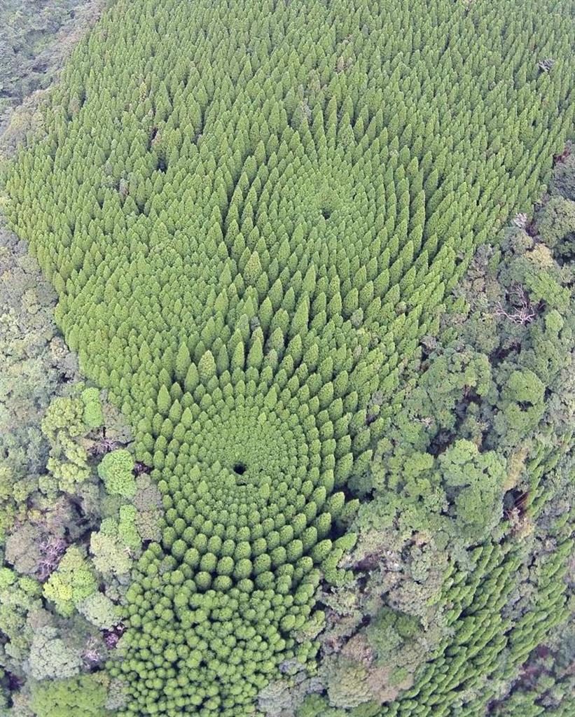 Circle Forest