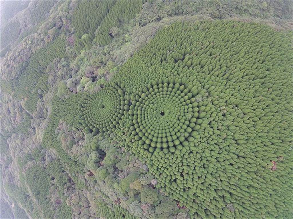 Circle Forest