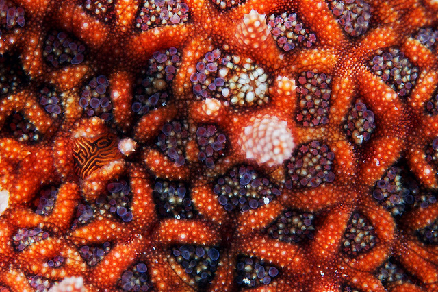 Macro Starfish