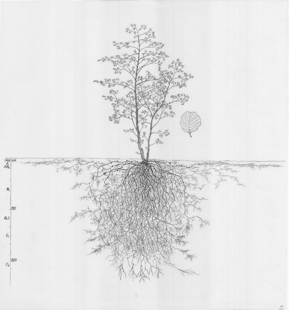 Drawings of Root