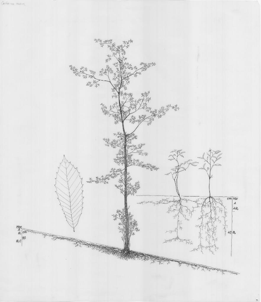 Drawings of Root