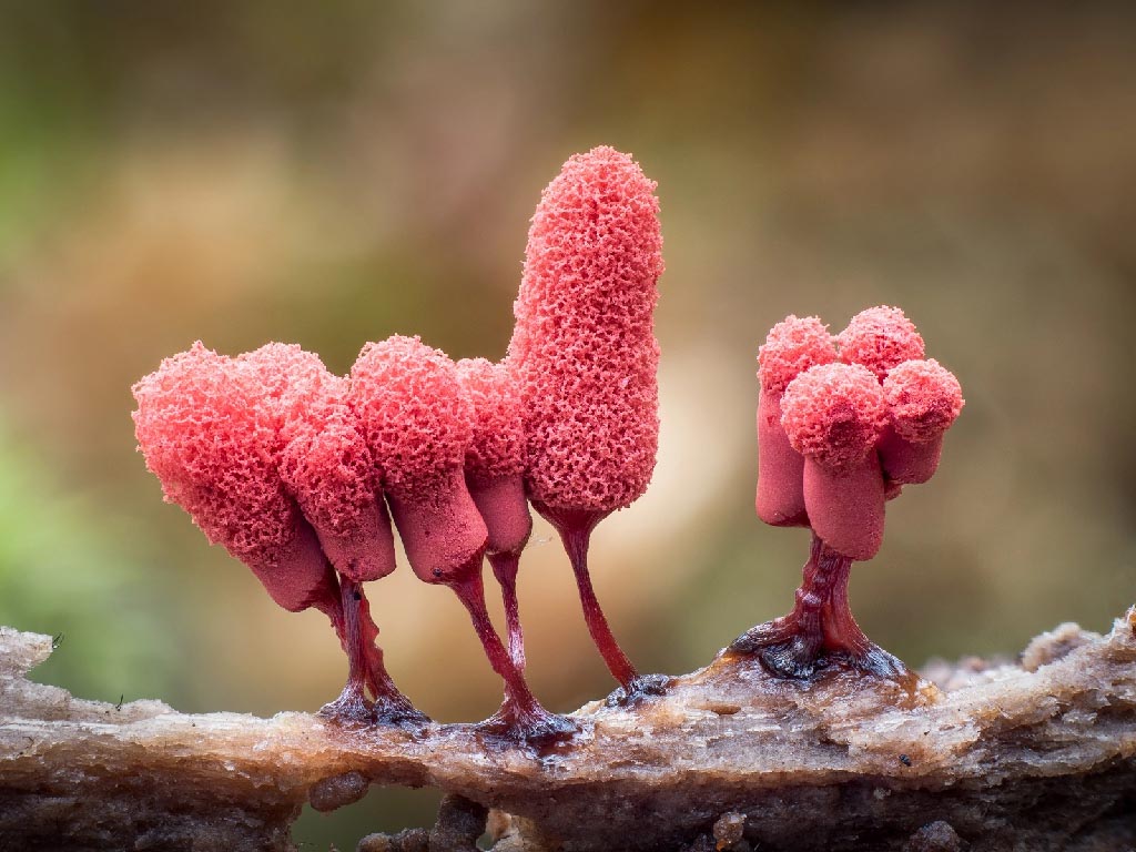 Macro Photos Mushrooms