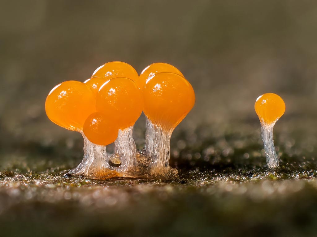 Macro Photos Mushrooms