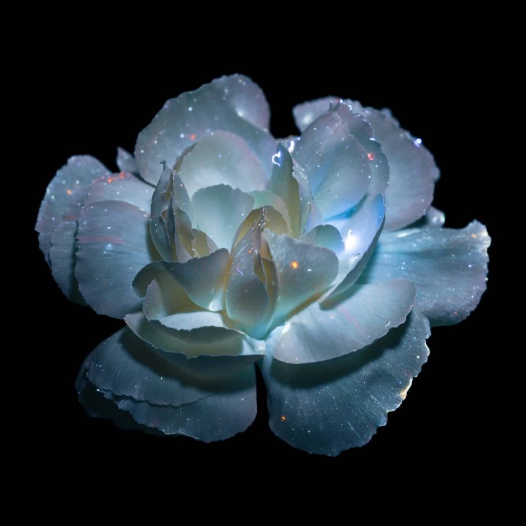 Debora Lombardi Flower