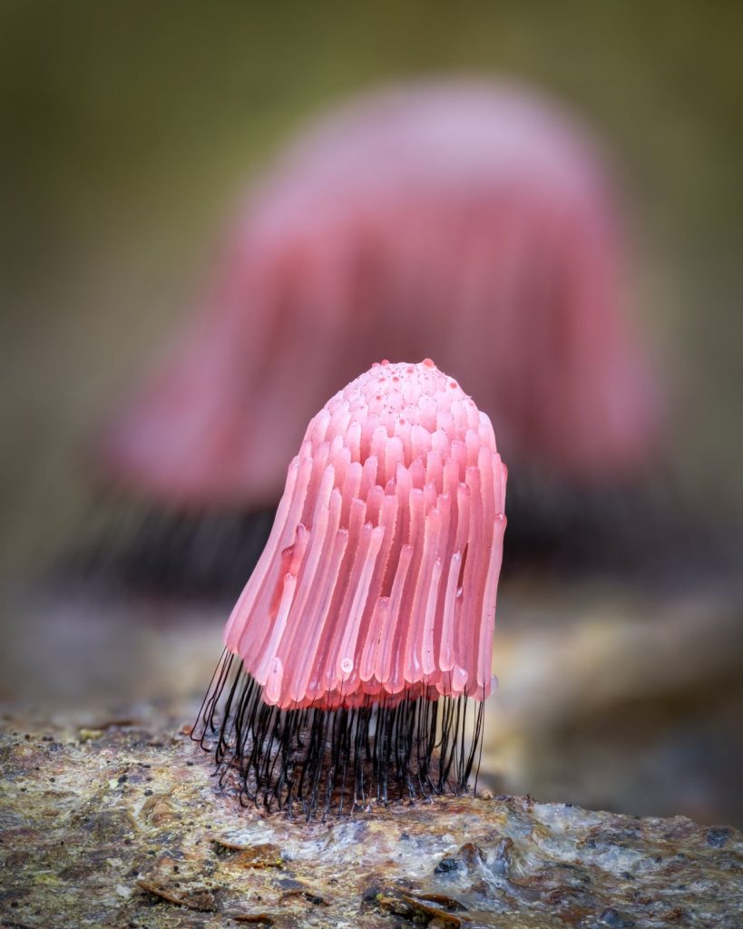 Macro Fungi