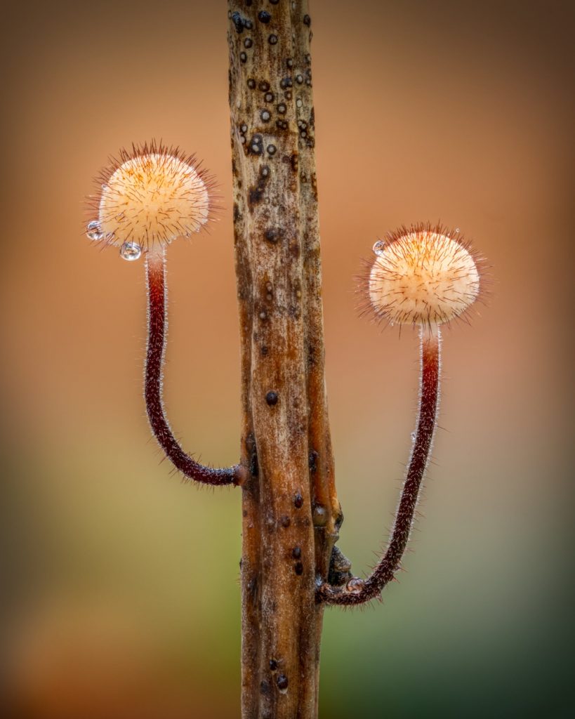 Macro Fungi